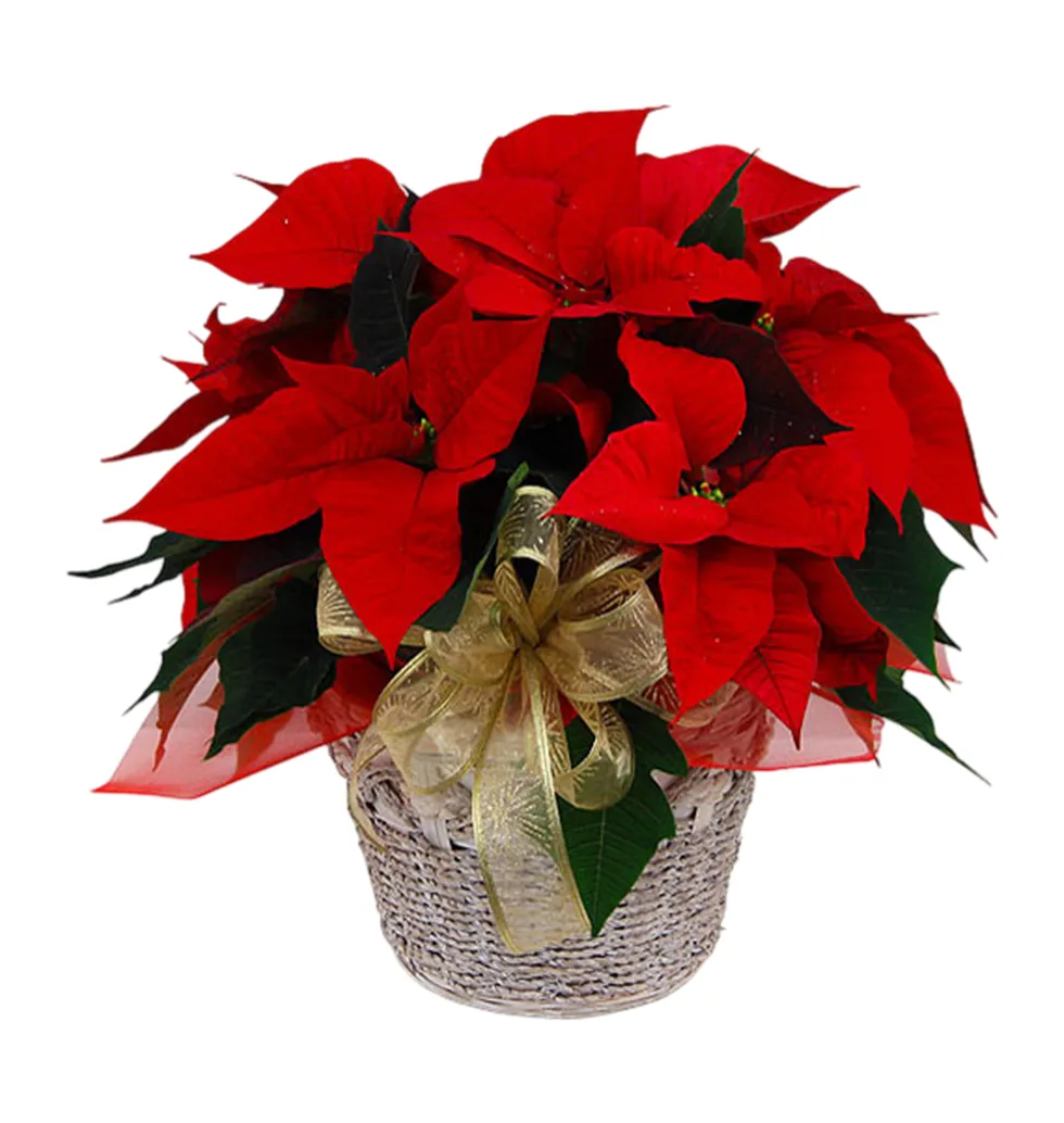 Graceful Christmas Poinsettia Pot
